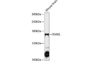 Western blot analysis of extracts of Mouse brain using INADL Polyclonal Antibody at dilution of 1:1000.