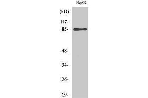 Image no. 1 for anti-G Protein-Coupled Receptor Kinase Interactor 2 (GIT2) (Internal Region) antibody (ABIN3184796)