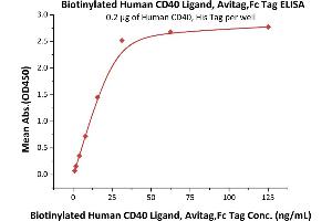 Image no. 1 for CD40 Ligand (CD40LG) (AA 113-261) (Active) protein (AVI tag,Fc Tag,Biotin) (ABIN5674613)