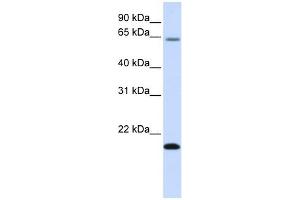 Image no. 1 for anti-Family with Sequence Similarity 19 (Chemokine (C-C Motif)-Like), Member A3 (FAM19A3) (Middle Region) antibody (ABIN634975)