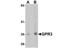 Image no. 2 for anti-G Protein-Coupled Receptor 3 (GPR3) (C-Term) antibody (ABIN499914)