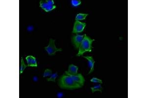 Immunofluorescence (IF) image for anti-Heat Shock 27kDa Protein 1 (HSPB1) antibody (ABIN7127557)