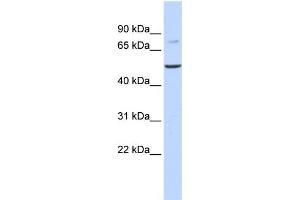 Image no. 1 for anti-Bile Acid CoA: Amino Acid N-Acyltransferase (Glycine N-Choloyltransferase) (BAAT) (N-Term) antibody (ABIN2782317)