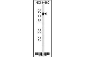 Image no. 1 for anti-Nucleosome Assembly Protein 1-Like 3 (NAP1L3) (AA 432-459), (C-Term) antibody (ABIN1537325)