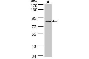 Image no. 1 for anti-ADAM Metallopeptidase Domain 33 (ADAM33) (C-Term) antibody (ABIN2855958)