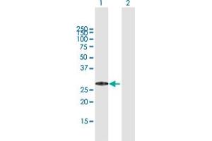 MED29 antibody  (AA 1-221)
