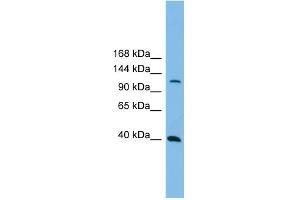 Image no. 1 for anti-Mitogen-Activated Protein Kinase Kinase Kinase 14 (MAP3K14) (N-Term) antibody (ABIN2775274)
