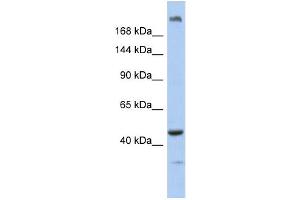Image no. 1 for anti-Centrosomal Protein 170B (CEP170B) (N-Term) antibody (ABIN2786072)