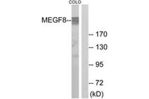 anti-Multiple EGF-Like-Domains 8 (MEGF8) (AA 1243-1292) antibody