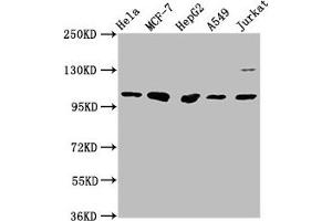 GANC antibody  (AA 171-318)
