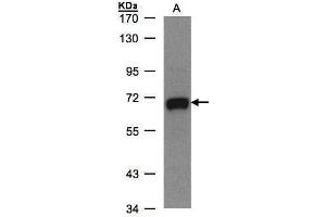 Image no. 1 for anti-UDP-N-Acetyl-alpha-D-Galactosamine:polypeptide N-Acetylgalactosaminyltransferase 2 (GalNAc-T2) (GALNT2) (Center) antibody (ABIN2855761)