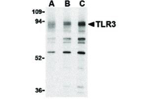 Image no. 1 for anti-Toll-Like Receptor 3 (TLR3) (N-Term) antibody (ABIN6655848)