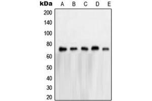 Image no. 1 for anti-Nuclear RNA Export Factor 1 (NXF1) (N-Term) antibody (ABIN2707667)