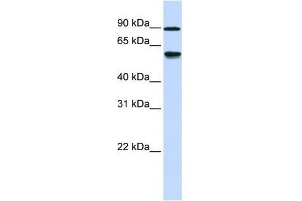 anti-Alcohol Dehydrogenase, Iron Containing, 1 (ADHFE1) (Middle Region) antibody