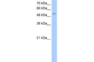 Image no. 1 for anti-MFNG (MFNG) (Middle Region) antibody (ABIN2783425)