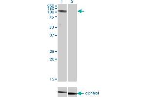 Image no. 2 for anti-Chloride Channel 2 (CLCN2) (AA 38-387) antibody (ABIN560397)