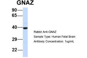 Image no. 1 for anti-Guanine Nucleotide Binding Protein (G Protein), alpha Z Polypeptide (GNaZ) (N-Term) antibody (ABIN2777109)