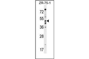 Image no. 1 for anti-phosphodiesterase 7B (PDE7B) (AA 424-454), (C-Term) antibody (ABIN954068)