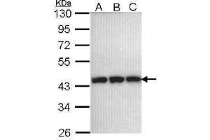 WB Image Sample (30 ug of whole cell lysate) A: 293T B: A431 , C: H1299 10% SDS PAGE antibody diluted at 1:1000