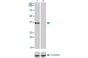 Image no. 3 for anti-G Protein-Coupled Receptor 3 (GPR3) (AA 1-330) antibody (ABIN561101)