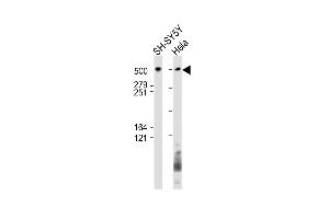 BIRC6 Antikörper  (AA 4810-4844)