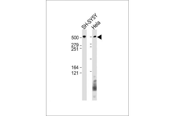 BIRC6 antibody  (AA 4810-4844)