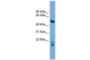 Image no. 1 for anti-Oligodendrocyte Myelin Glycoprotein (OMG) (AA 107-156) antibody (ABIN6744796)