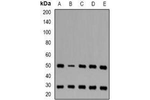 Image no. 1 for anti-Fc Fragment of IgG, Low Affinity IIIb, Receptor (CD16b) (FCGR3B) (full length) antibody (ABIN6043436)