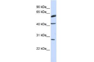 RNF170 Antikörper  (Middle Region)