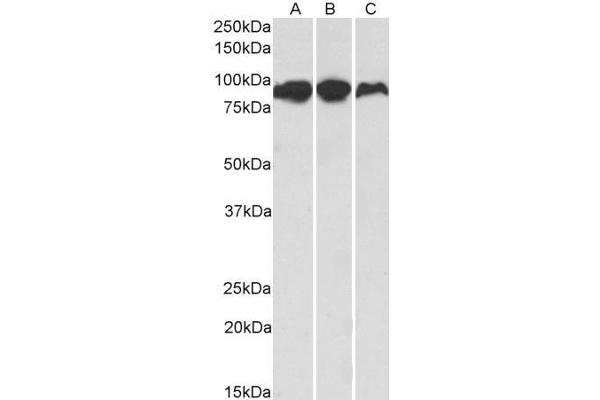 anti-Aconitase 2, Mitochondrial (ACO2) (AA 541-555) antibody