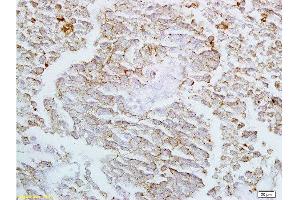 Claudin 4 antibody  (AA 21-120)