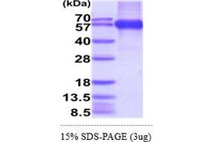 Image no. 1 for Retinoic Acid Early Transcript 1E (RAET1E) (AA 31-225) protein (hIgG-His-tag) (ABIN5854981)