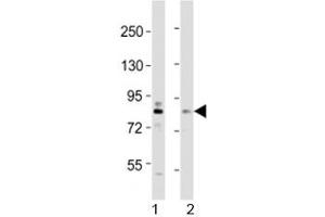 Image no. 3 for anti-Dual-Specificity tyrosine-(Y)-phosphorylation Regulated Kinase 1A (DYRK1A) (AA 107-136) antibody (ABIN3030777)