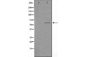 Western blot analysis of extracts from COLO205 cells using CLK2 antibody.