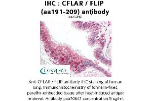 Image no. 1 for anti-CASP8 and FADD-Like Apoptosis Regulator (CFLAR) (AA 191-209) antibody (ABIN1733023)