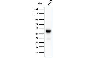 Image no. 1 for anti-Keratin 20 (KRT20) (AA 196-323) antibody (ABIN6940352)