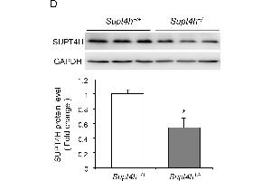 Image no. 58 for anti-Glyceraldehyde-3-Phosphate Dehydrogenase (GAPDH) (Center) antibody (ABIN2857072)