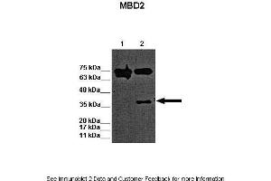 MBD2 antibody  (N-Term)