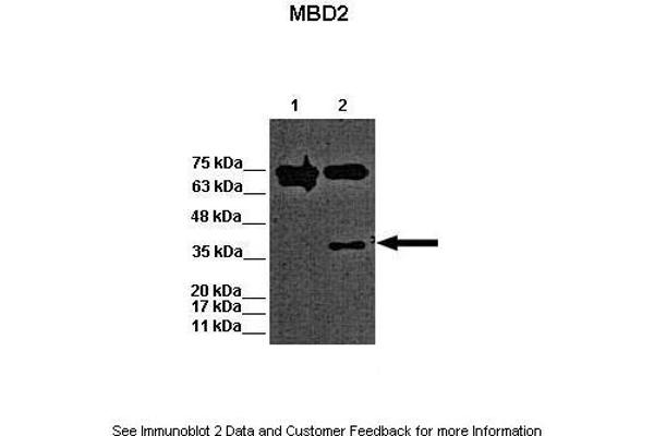 MBD2 antibody  (N-Term)