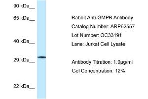 Image no. 1 for anti-Guanosine Monophosphate Reductase (GMPR) (C-Term) antibody (ABIN2789178)