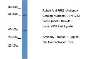 Image no. 2 for anti-RRS1 Ribosome Biogenesis Regulator (RRS1) (C-Term) antibody (ABIN2774322)