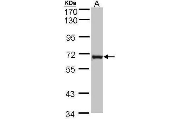 DENND1B Antikörper  (Center)