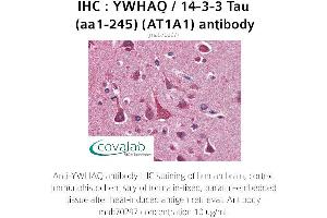 Image no. 1 for anti-14-3-3 theta (YWHAQ) (AA 1-245) antibody (ABIN1723223)