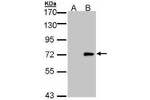 ULK4 anticorps  (Internal Region)