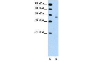Image no. 2 for anti-DEAH (Asp-Glu-Ala-His) Box Polypeptide 30 (DHX30) (N-Term) antibody (ABIN2775264)