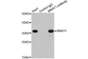 Image no. 4 for anti-Menage A Trois Homolog 1, Cyclin H Assembly Factor (Xenopus Laevis) (MNAT1) antibody (ABIN3022658)