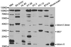 Image no. 1 for anti-Myelin Basic Protein (MBP) antibody (ABIN3022349)