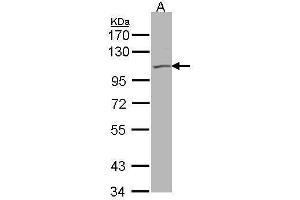 Image no. 1 for anti-Potassium Voltage-Gated Channel, KQT-Like Subfamily, Member 5 (KCNQ5) (Internal Region) antibody (ABIN2856274)