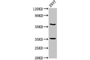 LPP anticorps  (AA 227-391)