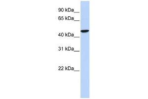 anti-gamma-aminobutyric Acid (GABA) Receptor, rho 2 (GABRR2) (Middle Region) antibody
